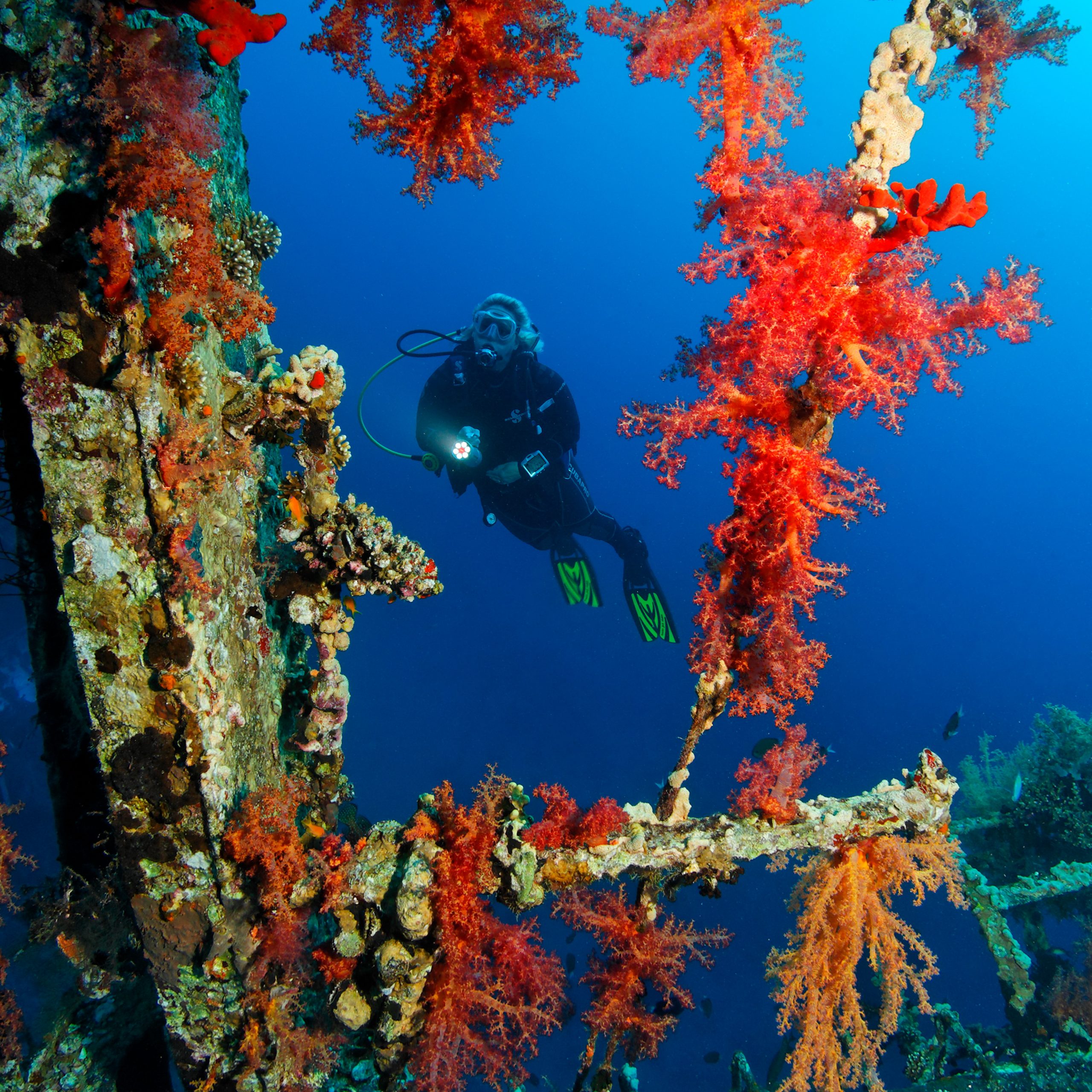 Diving in Aqaba